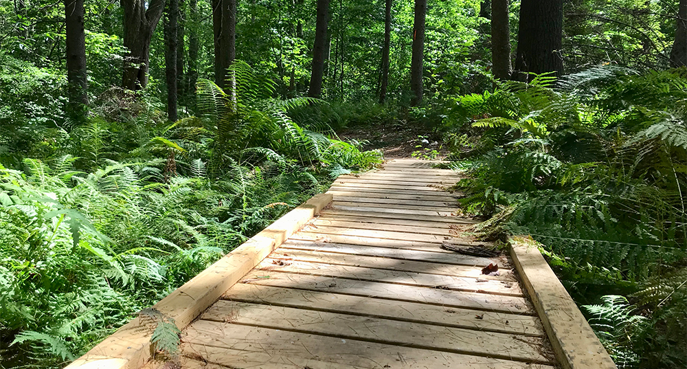 A footbridge in the woods at Doe Farm