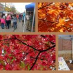 A stich of photos from outreach at Apple Harvest Day in Dover